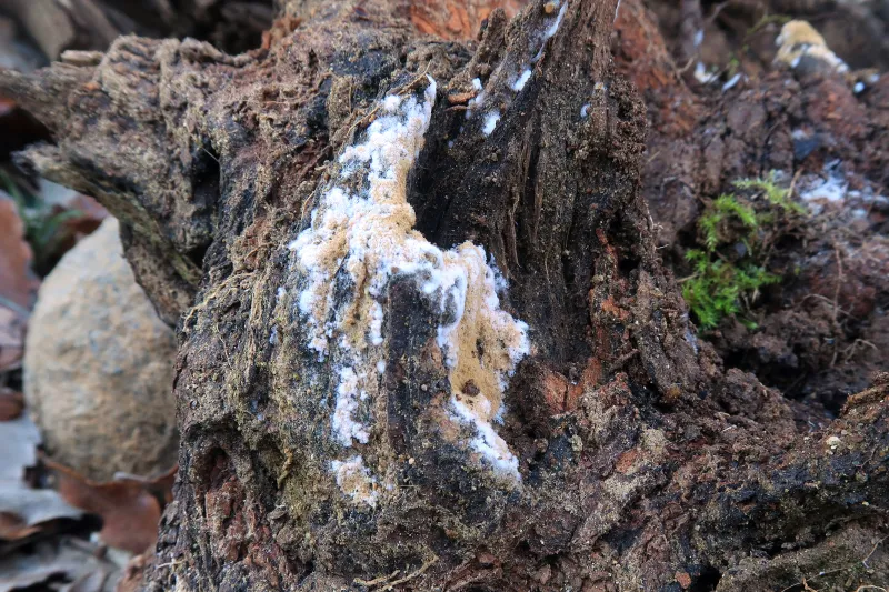 Ostracoderma ochraceum 1 - IMG_5159